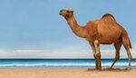 3 Types of camel breeds. - Native Breed.org